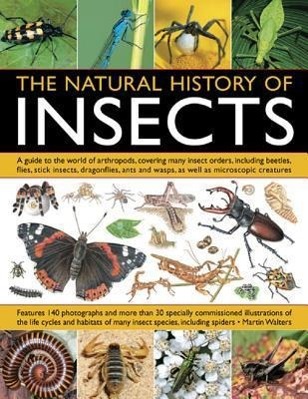 Natural History of Insects / Martin Walters / Taschenbuch / Kartoniert / Broschiert / Englisch / 2013 / Anness Publishing / EAN 9781844764686 - Walters, Martin